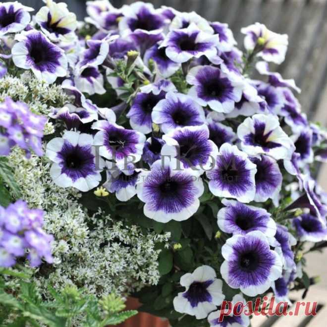 Формула обильного цветения петуний