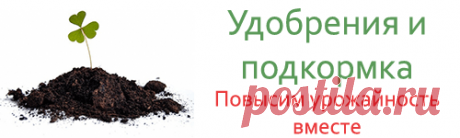 Как удобрять золой комнатные цветы для хорошего роста и пышного цветения?
