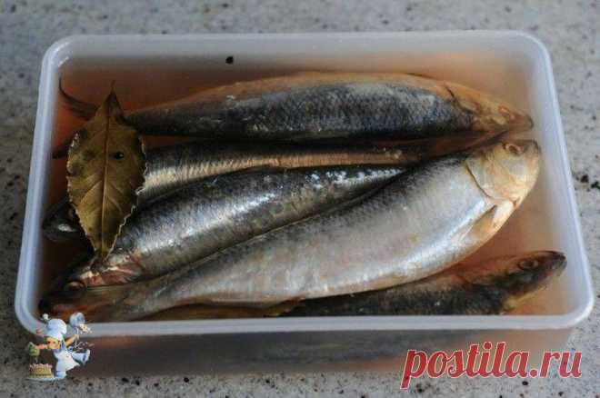 Как вкусно засолить селедку А какая получается вкуснятина… Больше никогда не покупаю магазинную соленую селедку! Скажу вам более… этот рецепт великолепно подходит для засолки скумбрии и любой красной рыбы.