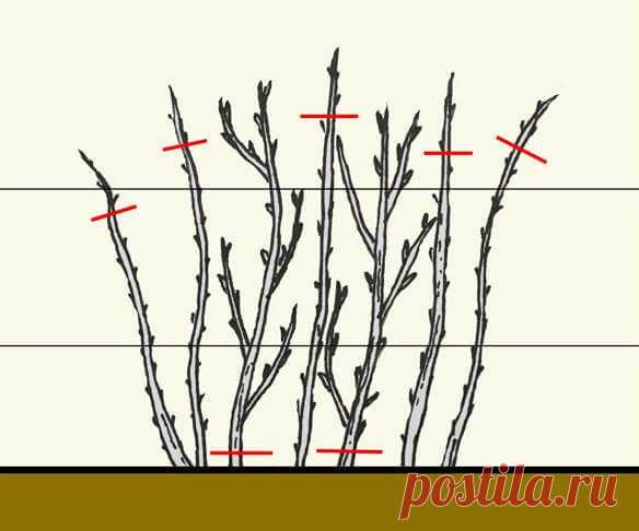 Почему важно обрезать малину осенью? | 6 соток