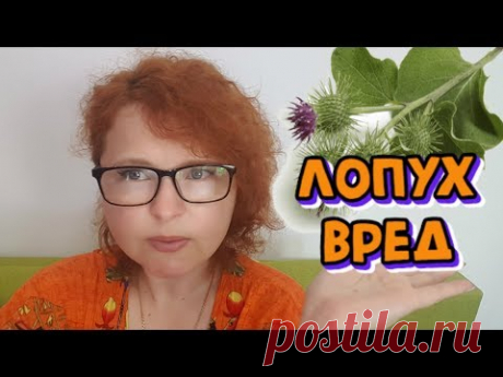 СОК ЛОПУХА  - ВРЕД и как правильно принимать. Ответы на вопросы