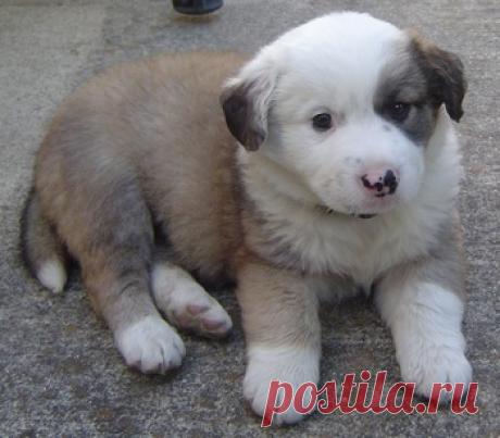 Cute&Cool Pets 4U: Галерея изображений белого золотистого ретривера