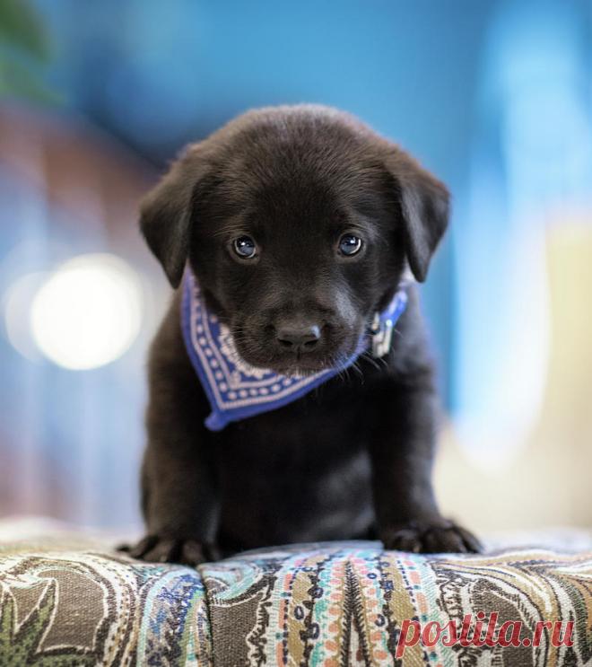 Black Lab Pup 12 by Jonathan Ross Black Lab Pup 12 Photograph by Jonathan Ross