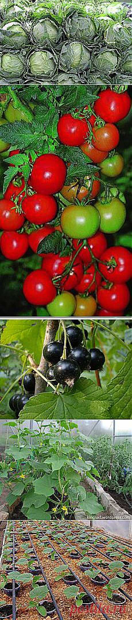 Нина Луценко: сад-огород | Постила.ru