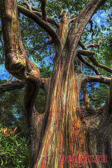 легенда о дереве