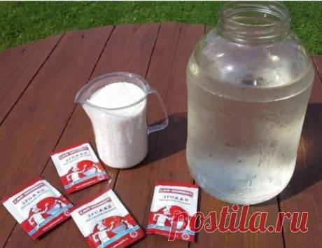 Рецепт подкормки помидор