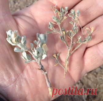 Травы для очищения кишечника: особенности, виды
