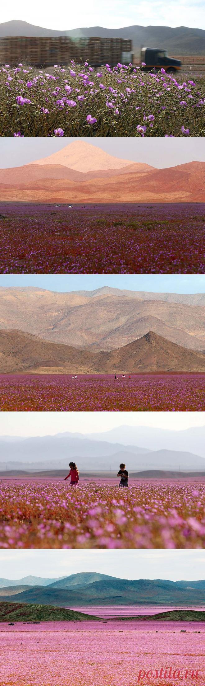 Вот что случается, когда дождь выпадает в пустыне | Prikolisti.com