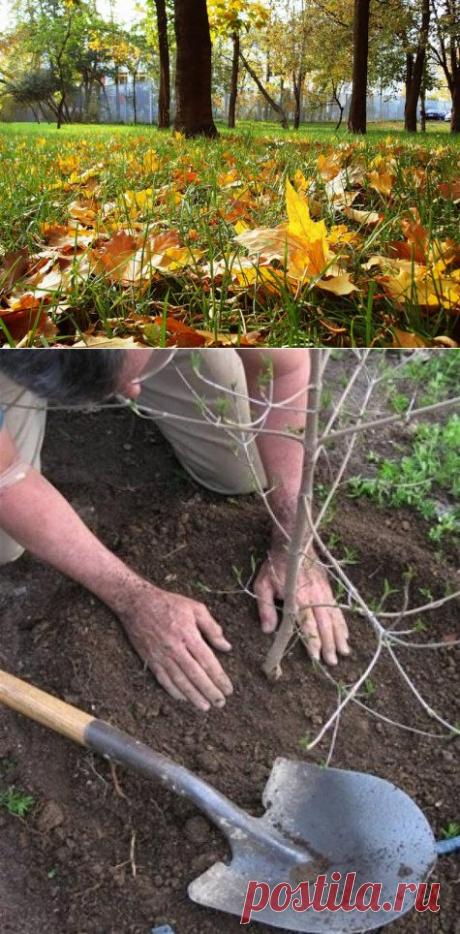 Лучшее время для посадки саженцев — начало листопада — 6 соток
