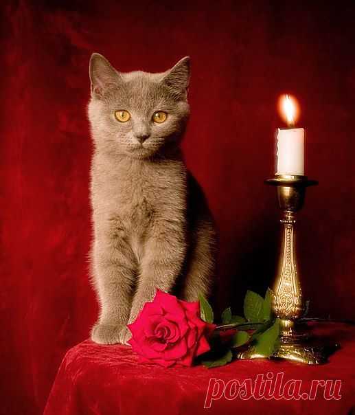 Котик.