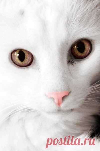 Белые кошки (16 красивых фото)