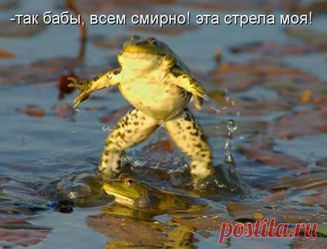 (+1) тема - Котоматрицы для хорошего настроения | Отдыхаем с юмором