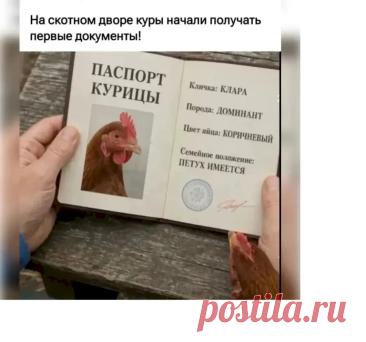Выпуск №7372 - выпуск анекдотов сайта вокруг смеха