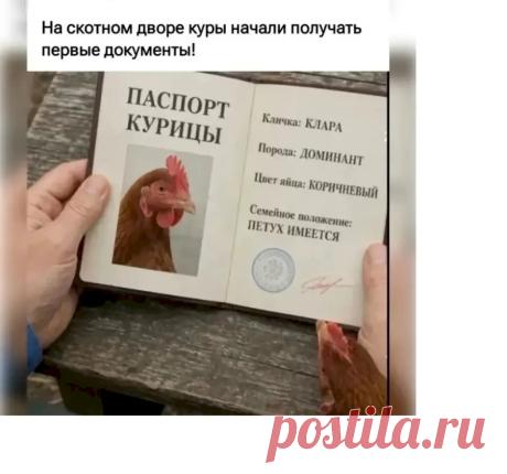 Выпуск №7372 - выпуск анекдотов сайта вокруг смеха