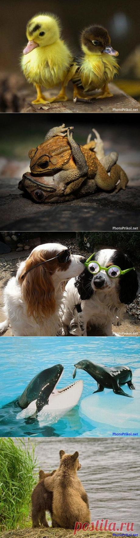 Смешные животные