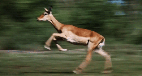 belles images animaux - Page 40