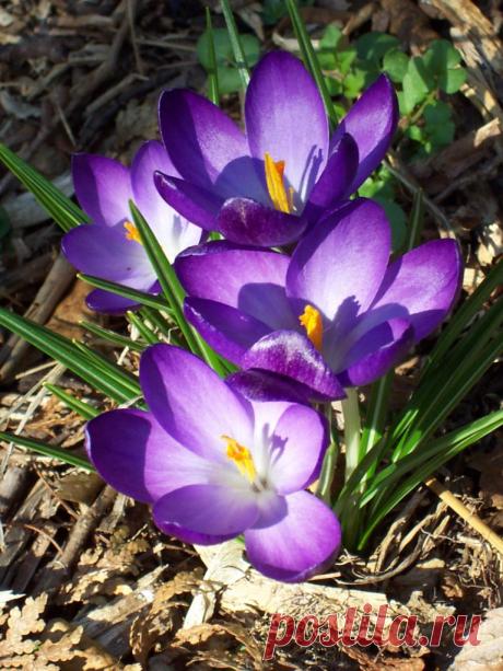 Выращиваем нежные осенние крокусы: тонкости ухода за цветком