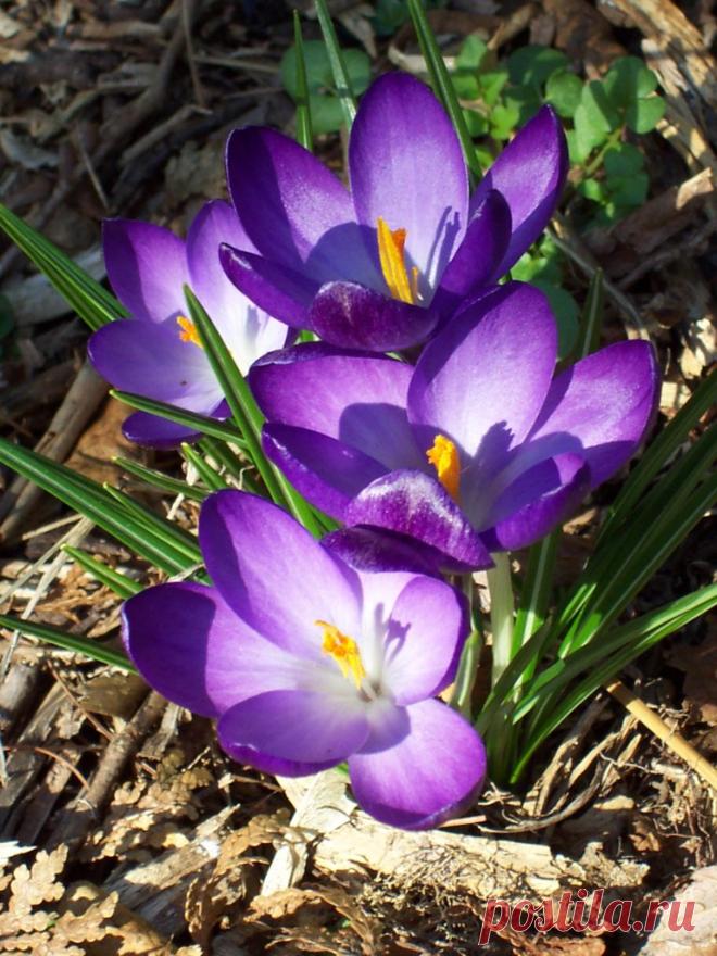 Выращиваем нежные осенние крокусы: тонкости ухода за цветком