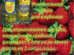 ЛИСТЬЯ.ПОРАЖЕННЫЕ ГРИБКОМ