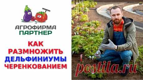 КАК РАЗМНОЖИТЬ ДЕЛЬФИНИУМЫ ЧЕРЕНКОВАНИЕМ