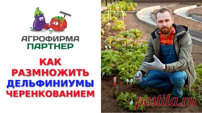 КАК РАЗМНОЖИТЬ ДЕЛЬФИНИУМЫ ЧЕРЕНКОВАНИЕМ