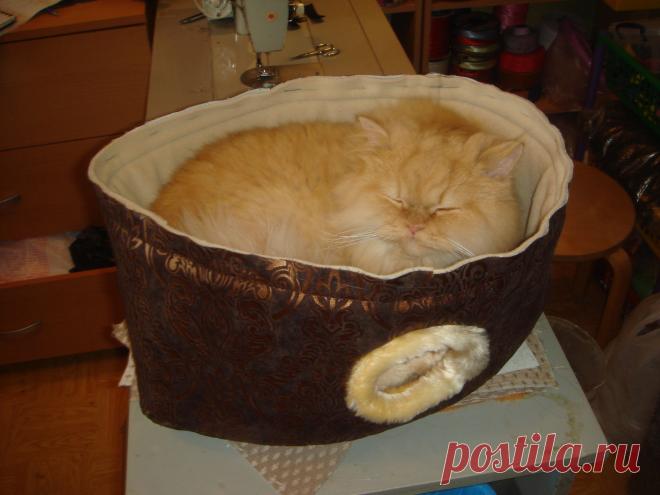 да что же такое?!!! все для хорька, а мне где дремать?