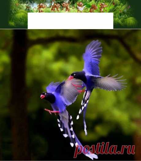 райскиеи птицы