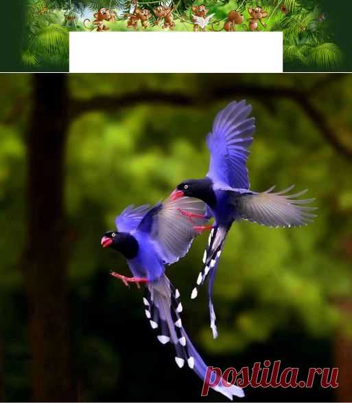 райскиеи птицы