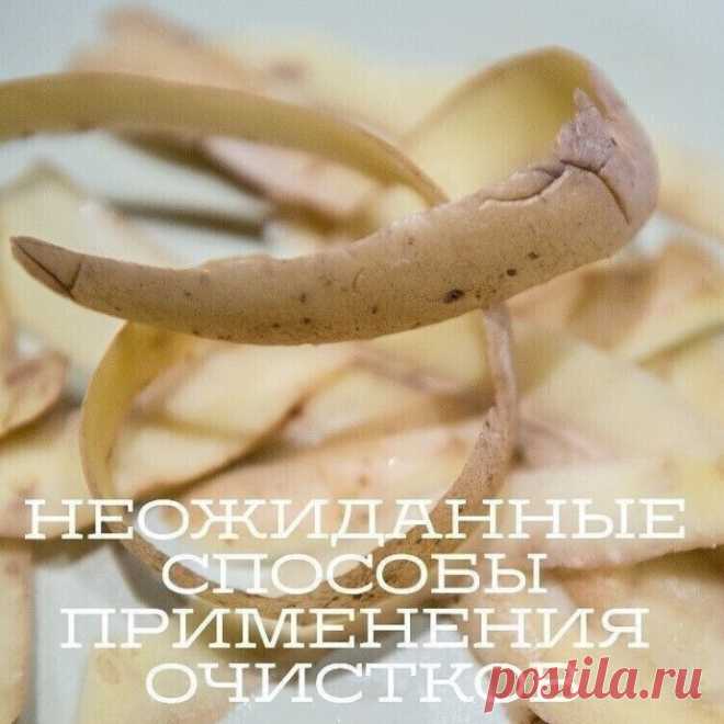 Неожиданные способы применения очистков ОгурецШкурку от огурцов можно использовать не только для освежающих масок. Если в вашей квартире поселились незваные гости, то с помощью обычного огурца их можно прогнать. Дело в том, что муравьи ненавидят огурцы. Просто оставьте кожуру от них в местах скопления насекомых, и спустя...