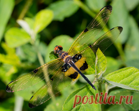 A male Yellow-barred Flutterer dragonfly Species rhyothemis phyllis. Prachantakham, Prachinburi, Thailand