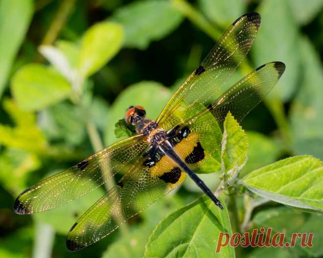 A male Yellow-barred Flutterer dragonfly Species rhyothemis phyllis. Prachantakham, Prachinburi, Thailand