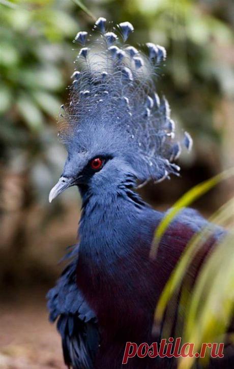 Веницианский голубь.