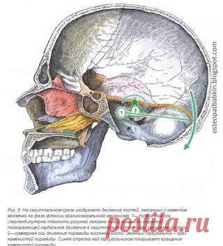 Краниосакральная остеопатия.

Намет, или палатка мозжечка: анатомия, прикрепления, топография и биомеханика краниосакрального ритма.

Движение на фазе флексии краниосакрального ритма. 
Показать полностью…