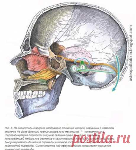 Краниосакральная остеопатия.

Намет, или палатка мозжечка: анатомия, прикрепления, топография и биомеханика краниосакрального ритма.

Движение на фазе флексии краниосакрального ритма. 
Показать полностью…