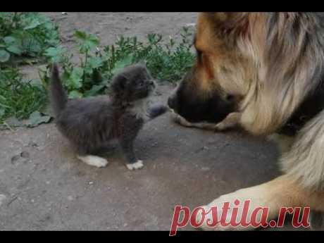 😺 Теперь я тут главный! 🐕 Смешное видео с собаками, кошками и котятами! 😸