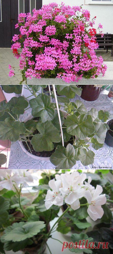 ЩИПАЙТЕ МЕНЯ! ЩИПАЙТЕ!))) ПЕЛАРГОНИЯ | Самоцветик