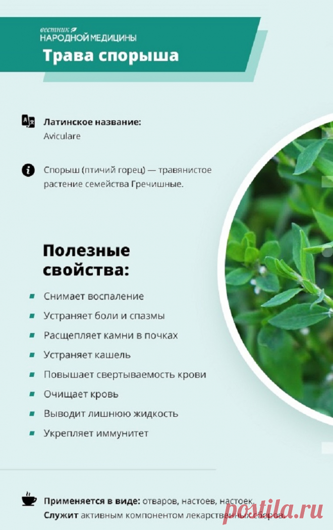 Трава спорыша (горец птичий)