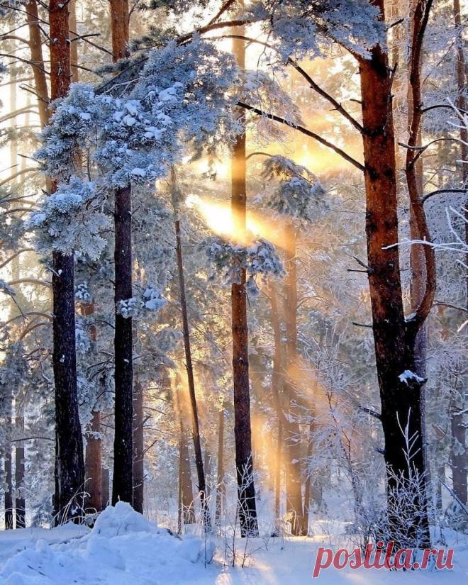 Лесная сказка. ❄🌞❄🌲😍 Смоленская область.
📷 elena.iks