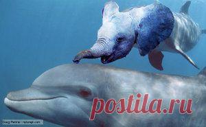 dplphin_elephant_by_paulomontes10-d5bqcm1.jpg (300×185)