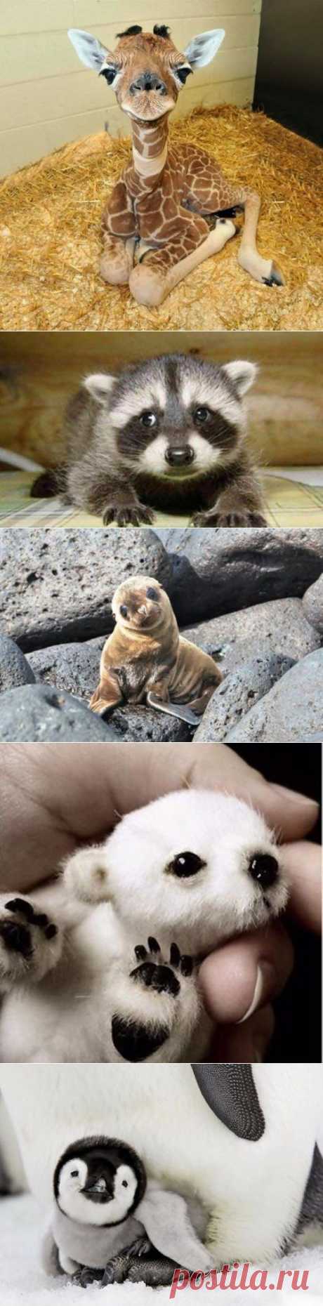 Прелестные детёныши животных / Питомцы