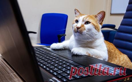 «Яндекс» назвал самые частые и необычные запросы о домашних животных. «Яндекс» составил рейтинг поисковых запросов россиян о домашних животных. Среди них оказались: почему кошек и собак нельзя кормить свининой, можно ли приручить манула и квокку, как правильно ухаживать за аксолотлем