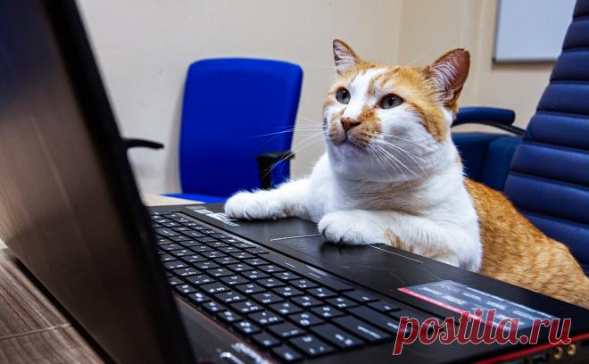 «Яндекс» назвал самые частые и необычные запросы о домашних животных. «Яндекс» составил рейтинг поисковых запросов россиян о домашних животных. Среди них оказались: почему кошек и собак нельзя кормить свининой, можно ли приручить манула и квокку, как правильно ухаживать за аксолотлем