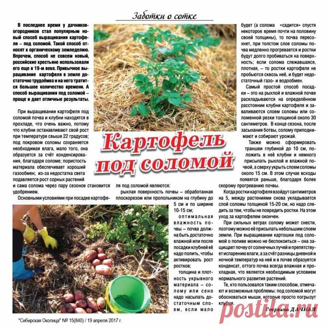Выращивание картофеля под соломой