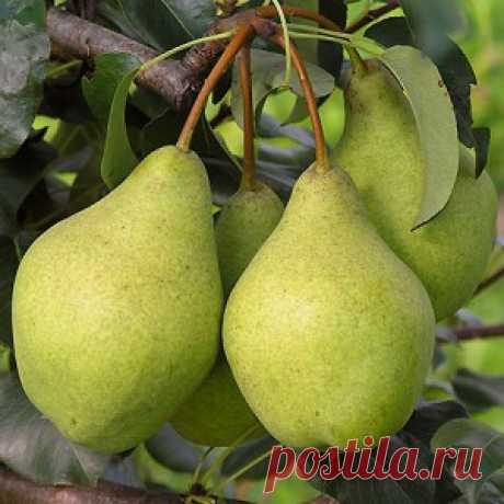 Груша Просто Мария (Prosto Maria) - описание сорта, саженцы, фото и характерные особенности. Груша энциклопедия