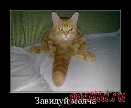Новые демотиваторы-приколы