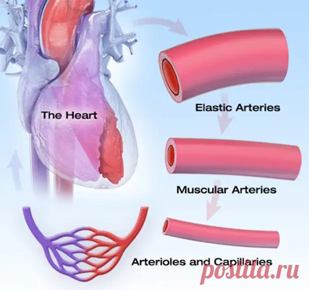Пониженное давление: что скрывается за гипотонией - ПолонСил.ру - социальная сеть здоровья - Медиаплатформа МирТесен