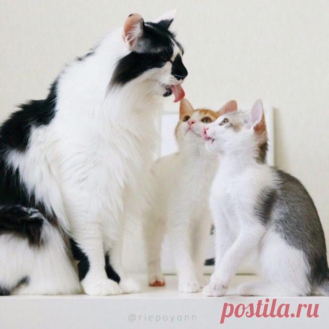 Эти милые сиротки сами выбрали себе папу-кота…