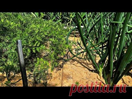 Ужасное МУЛЬЧИРОВАНИЕ ОПИЛКАМИ лука и моркови