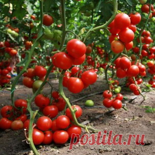 Лунный посевной календарь со знаками зодиака: плодородные знаки зодиака при посеве растений