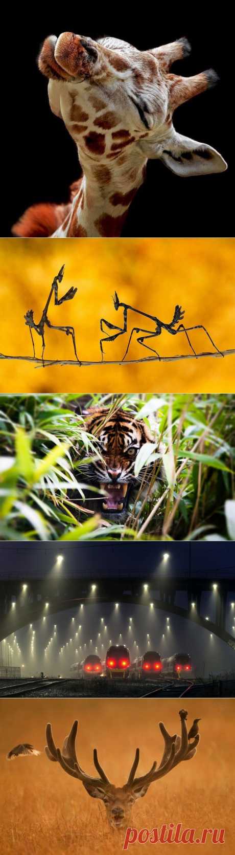 Живая планета: Красота без фотошопа | ЖИВОЙ УГОЛОК